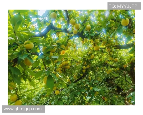 果园生态循环与可持续发展研究：从种植到管理的综合实践与创新探索